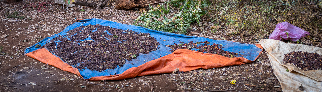 Bei vielen Kleinbauern werden die Kaffeekirschen noch in Handarbeit aussortiert.